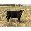 Image 1 : Darrell Goldsmith - 520# Steer Calves - 70 Head (Hoosier, SK)