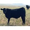 Image 3 : Darrell Goldsmith - 520# Steer Calves - 70 Head (Hoosier, SK)