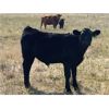 Image 4 : Darrell Goldsmith - 520# Steer Calves - 70 Head (Hoosier, SK)