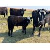Image 5 : Darrell Goldsmith - 460# Steer Calves - 70 Head (Hoosier, SK)