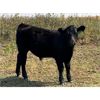 Image 6 : Darrell Goldsmith - 460# Steer Calves - 70 Head (Hoosier, SK)