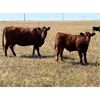 Image 1 : KGM Welding Ltd. - 620# Steer Calves - 70 Head (Sibbald, AB)