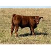 Image 4 : KGM Welding Ltd. - 620# Steer Calves - 70 Head (Sibbald, AB)