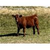 Image 5 : KGM Welding Ltd. - 620# Steer Calves - 70 Head (Sibbald, AB)