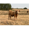 Image 5 : Blaine Roth Farms - 650# Steer Calves - 90 Head (Veteran, AB)