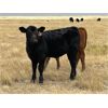 Image 2 : Brad & Sandy Lockhart - 425# Heifer Calves - 110 Head (Big Stone, AB)