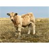 Image 2 : Peacock Farms - 590# Steer Calves - 60 Head (Chinook, AB)