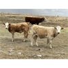 Image 6 : Rude Land & Cattle and Family - 600# Steer Calves - 90 Head (Sedalia, AB)