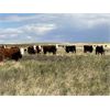 Image 2 : Rude Land & Cattle and Family - 550# Steer Calves - 30 Head (Sedalia, AB)