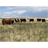 Image 3 : Rude Land & Cattle and Family - 550# Steer Calves - 30 Head (Sedalia, AB)