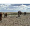 Image 5 : Rude Land & Cattle and Family - 550# Steer Calves - 30 Head (Sedalia, AB)