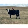 Image 5 : Rude Land & Cattle and Family - 525# Heifer Calves - 25 Head (Sedalia, AB)