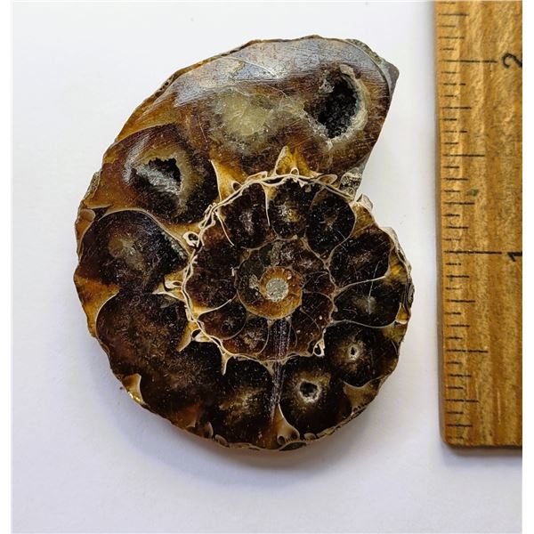 21)  NATURAL PREHISTORIC AMMONITE SPECIMEN.