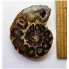 Image 1 : 21)  NATURAL PREHISTORIC AMMONITE SPECIMEN.