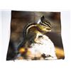 Image 1 : NEW SQUIRREL THEME PILLOW CASE (45CMX45CM)
