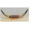 Image 1 : SET OF MOUNTED BULL HORNS