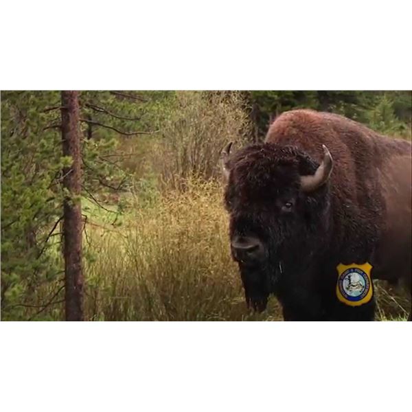 2023 Wyoming GOVERNOR'S BISON License