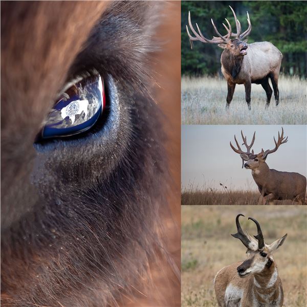 2023 Wyoming GOVERNOR'S License (Deer, elk, or antelope)