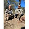 Image 2 : Mexico Coues Deer Hunt