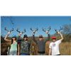 Image 5 : Mexico Coues Deer Hunt