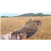 Image 2 : Mexico dove, duck & bass trip