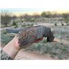 Image 4 : Mexico dove, duck & bass trip