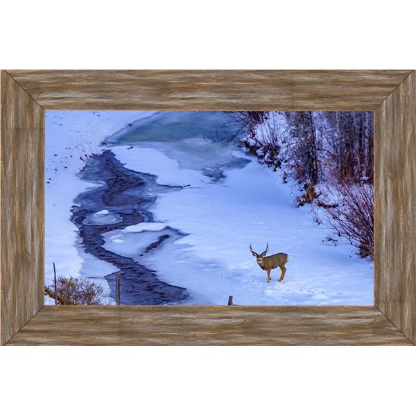 Framed Mule Deer Photo by Libby Littler