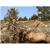 Image 2 : Bull elk hunt - Wyoming residents only!