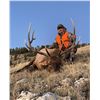 Image 4 : Bull elk hunt - Wyoming residents only!