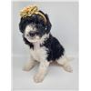 Image 12 : Bernadoodle puppy