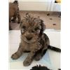 Image 4 : Bernadoodle puppy