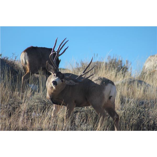 Framed Mule Deer photo by Aiden Rhea