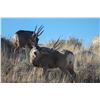 Image 1 : Framed Mule Deer photo by Aiden Rhea