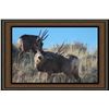 Image 2 : Framed Mule Deer photo by Aiden Rhea