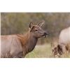 Image 3 : Wyoming Cow Elk Hunt for one YOUTH & one non-hunter companion