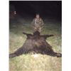 Image 2 : Wyoming Black bear hunt