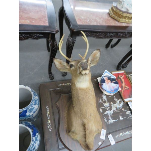 Taxidermy 6 Point Buck Mount Taxidermy 6 point buck mount