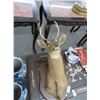 Image 1 : Taxidermy 6 Point Buck Mount