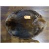 Image 1 : Beaver pelt