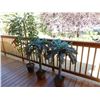 Image 1 : plastic Ficus tree, 2- plastic palm trees