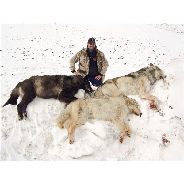 Alaska 7-Day Winter Predator Hunt for One Hunter
