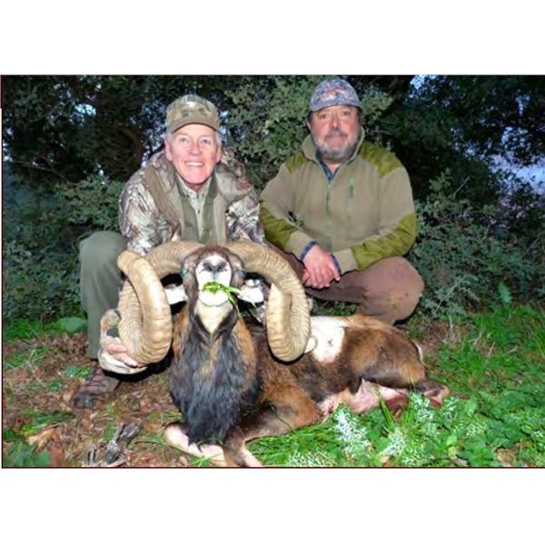 Spain 4-Day Iberian Mouflon Sheep Hunt for One Hunter