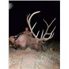 Image 3 : New Mexico 5-Day Archery Elk, Mule Deer & Black Bear Combo Hunt for Two Hunters