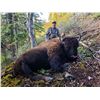 Image 1 : Alaska Copper River Bison Special Permit (SI454)