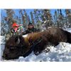 Image 3 : Alaska Copper River Bison Special Permit (SI454)