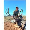 Image 2 : Mexico 5-Day Monster Mule Deer Hunt for One Hunter