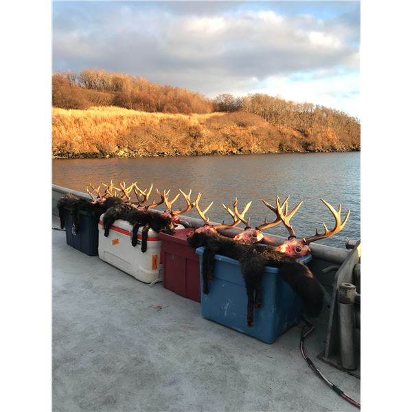 Kodiak Island 7-Day Sitka Blacktail Deer Hunt for Four Hunters