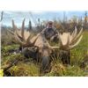 Image 2 : Alaska 10-Day Moose, Black Bear and Wolf Combo Hunt For One Hunter