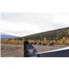Image 7 : Alaska 10-Day Moose, Black Bear and Wolf Combo Hunt For One Hunter