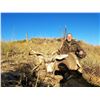 Image 4 : New Mexico 5-Day Rifle Mule Deer Hunt for Two Hunters